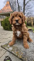 Beckham, a male Cavapoo for sale in Paradise, PA – Photo 5 of 10