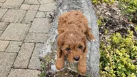 Beckham, a male Cavapoo for sale in Paradise, PA – Photo 6 of 10