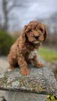 Beckham, a male Cavapoo for sale in Paradise, PA – Photo 10 of 10