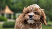 Ian, a male Cavapoo for sale in Paradise, PA – 10 of 10