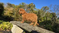 Kyle, a male Cavapoo for sale in Paradise, PA – 5 of 10