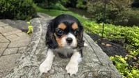 Fiona, a female Cavalier King Charles Spaniel for sale in Paradise, PA – 7 of 10