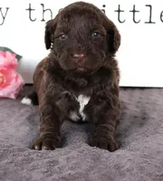 Flint, a male Portuguese Water Dog for sale in Paradise, PA – Photo 3 of 3