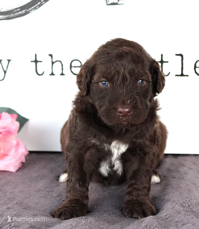 Flint – Portuguese Water Dog puppy for sale in Paradise, PA