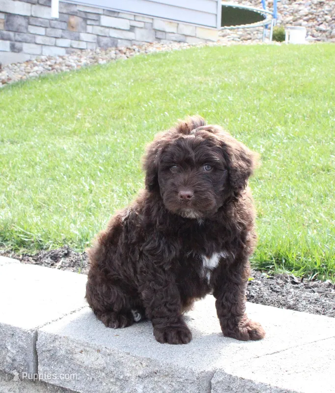 Flint – Portuguese Water Dog puppy for sale in Paradise, PA