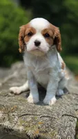 Joy, a female Cavalier King Charles Spaniel for sale in Paradise, PA – 7 of 10