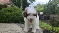 Kash, a male Portuguese Water Dog for sale in Paradise, PA – 8 of 10