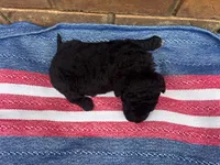 Ollie, a male Portuguese Water Dog for sale in Paradise, PA – 10 of 10