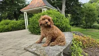 Iyla, a female Cavapoo for sale in Paradise, PA – 8 of 10