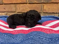 Ollie, a male Portuguese Water Dog for sale in Paradise, PA – 2 of 10