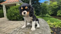Fiona, a female Cavalier King Charles Spaniel for sale in Paradise, PA – 6 of 10