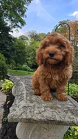 Tony, a male Cavapoo for sale in Paradise, PA – 7 of 10
