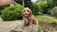 Ian, a male Cavapoo for sale in Paradise, PA – 4 of 10