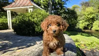 Zeke, a male Cavapoo for sale in Paradise, PA – 8 of 10