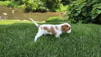 Joy, a female Cavalier King Charles Spaniel for sale in Paradise, PA – 8 of 10