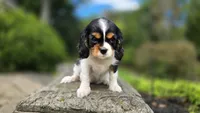 Fern, a female Cavalier King Charles Spaniel for sale in Paradise, PA – 10 of 10