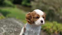 Joy, a female Cavalier King Charles Spaniel for sale in Paradise, PA – 4 of 10