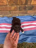 Benji, a male Portuguese Water Dog for sale in Paradise, PA – 4 of 8