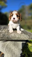 Hope , a female Cavalier King Charles Spaniel for sale in Paradise, PA – 6 of 10