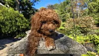 Zeke, a male Cavapoo for sale in Paradise, PA – 7 of 10