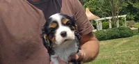 Jace, a male Cavalier King Charles Spaniel for sale in Paradise, PA – 2 of 10