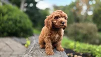 Tony, a male Cavapoo for sale in Paradise, PA – 10 of 10