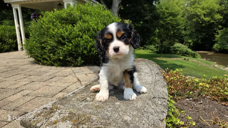 Jace – Cavalier King Charles Spaniel puppy for sale in Paradise, PA
