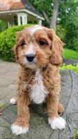 Ian, a male Cavapoo for sale in Paradise, PA – Photo 10 of 10