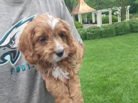 Ian, a male Cavapoo for sale in Paradise, PA – Photo 8 of 10