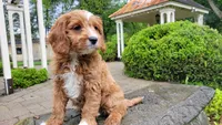 Ian, a male Cavapoo for sale in Paradise, PA – Photo 4 of 10