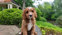 Ian, a male Cavapoo for sale in Paradise, PA – Photo 1 of 10