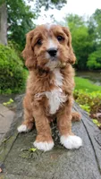 Ian, a male Cavapoo for sale in Paradise, PA – Photo 2 of 10