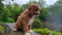 Ian, a male Cavapoo for sale in Paradise, PA – Photo 3 of 10
