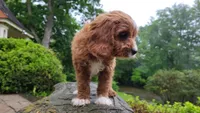 Ian, a male Cavapoo for sale in Paradise, PA – Photo 9 of 10