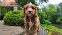 Ian, a male Cavapoo for sale in Paradise, PA – Photo 7 of 10