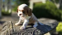 Harvey, a male Cavalier King Charles Spaniel for sale in Paradise, PA – 9 of 10