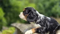 Jace, a male Cavalier King Charles Spaniel for sale in Paradise, PA – 6 of 10
