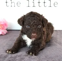 Fargo, a male Portuguese Water Dog for sale in Paradise, PA – Photo 2 of 2