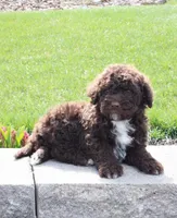 Fargo, a male Portuguese Water Dog for sale in Paradise, PA – 4 of 4