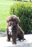 Fargo, a male Portuguese Water Dog for sale in Paradise, PA – 1 of 4