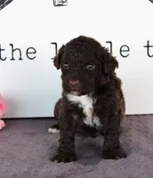 Fargo, a male Portuguese Water Dog for sale in Paradise, PA – Photo 1 of 2