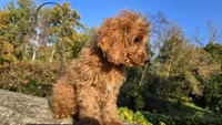 Bryce, a male Cavapoo for sale in Paradise, PA – 4 of 10