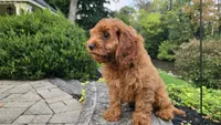 Tony, a male Cavapoo for sale in Paradise, PA – 4 of 10
