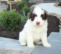 Kash, a male Portuguese Water Dog for sale in Paradise, PA – 3 of 4