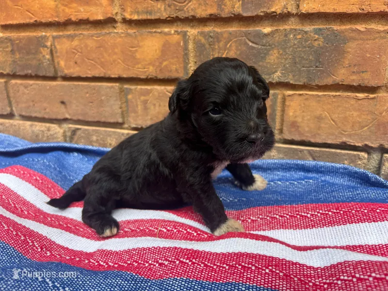 Stewie – Portuguese Water Dog puppy for sale in Paradise, PA