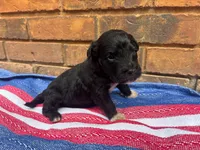 Stewie, a male Portuguese Water Dog for sale in Paradise, PA – 1 of 8