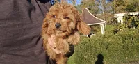 Johan, a male Cavapoo for sale in Paradise, PA – 2 of 10