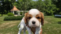 Joy, a female Cavalier King Charles Spaniel for sale in Paradise, PA – 3 of 10