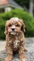 Ian, a male Cavapoo for sale in Paradise, PA – 7 of 10