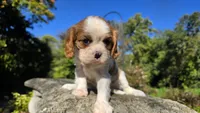 Hannah, a female Cavalier King Charles Spaniel for sale in Paradise, PA – 3 of 10